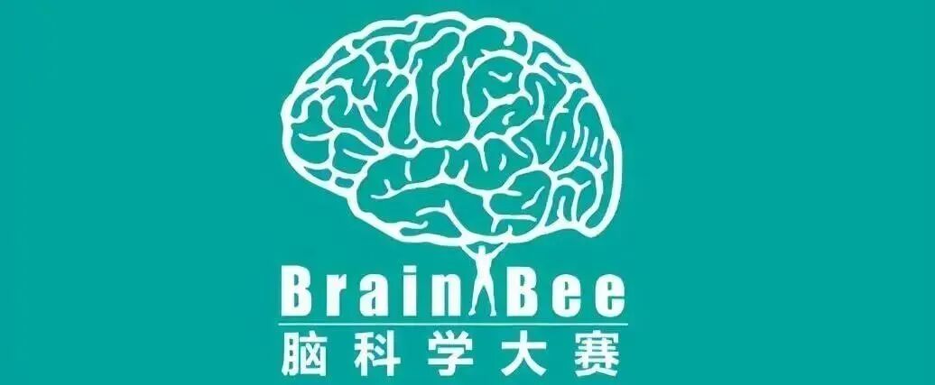 国际小学生多领域竞赛规划：AMC8/BrainBee/JohnLocke/USACO