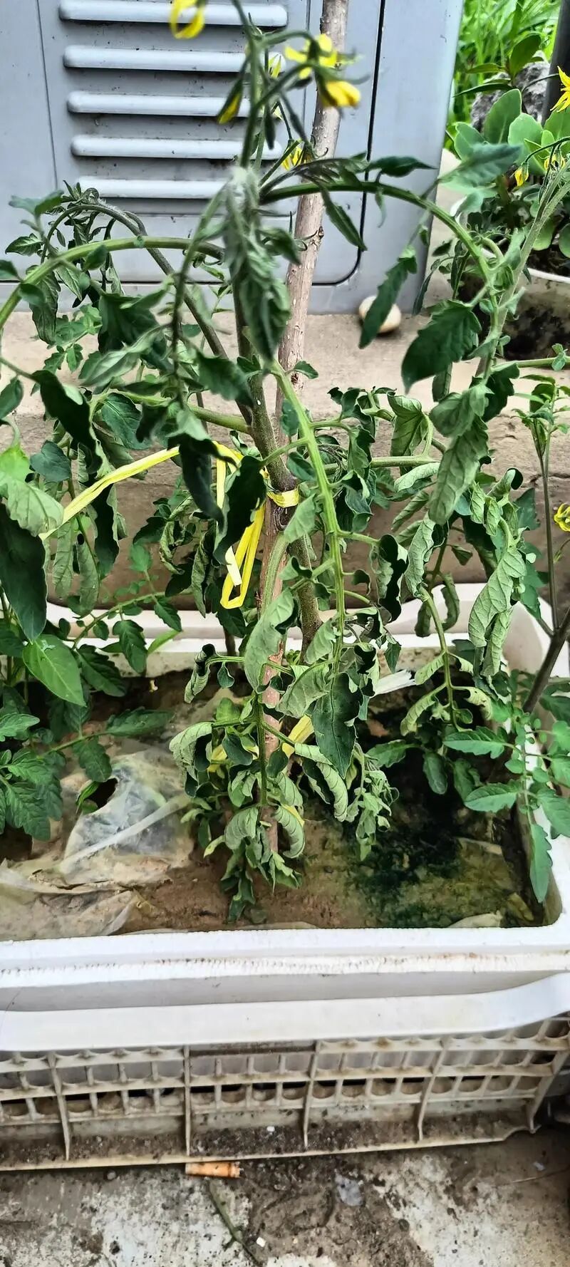 竞赛推荐 | 让SIC带你上一趟由西红柿炒鸡蛋引发的经济课