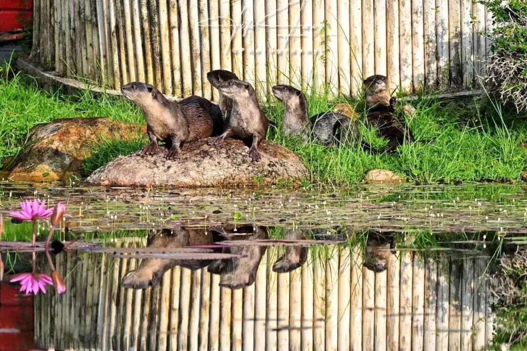 【已成团】兰卡威：登上马来西亚海岛，参与野生海豚一线保护工作!
