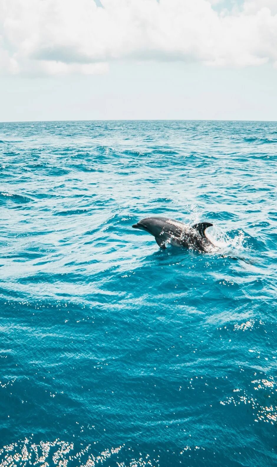 【已成团】兰卡威：登上马来西亚海岛，参与野生海豚一线保护工作!