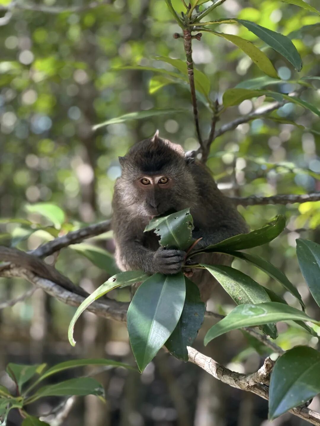 【已成团】兰卡威：登上马来西亚海岛，参与野生海豚一线保护工作!