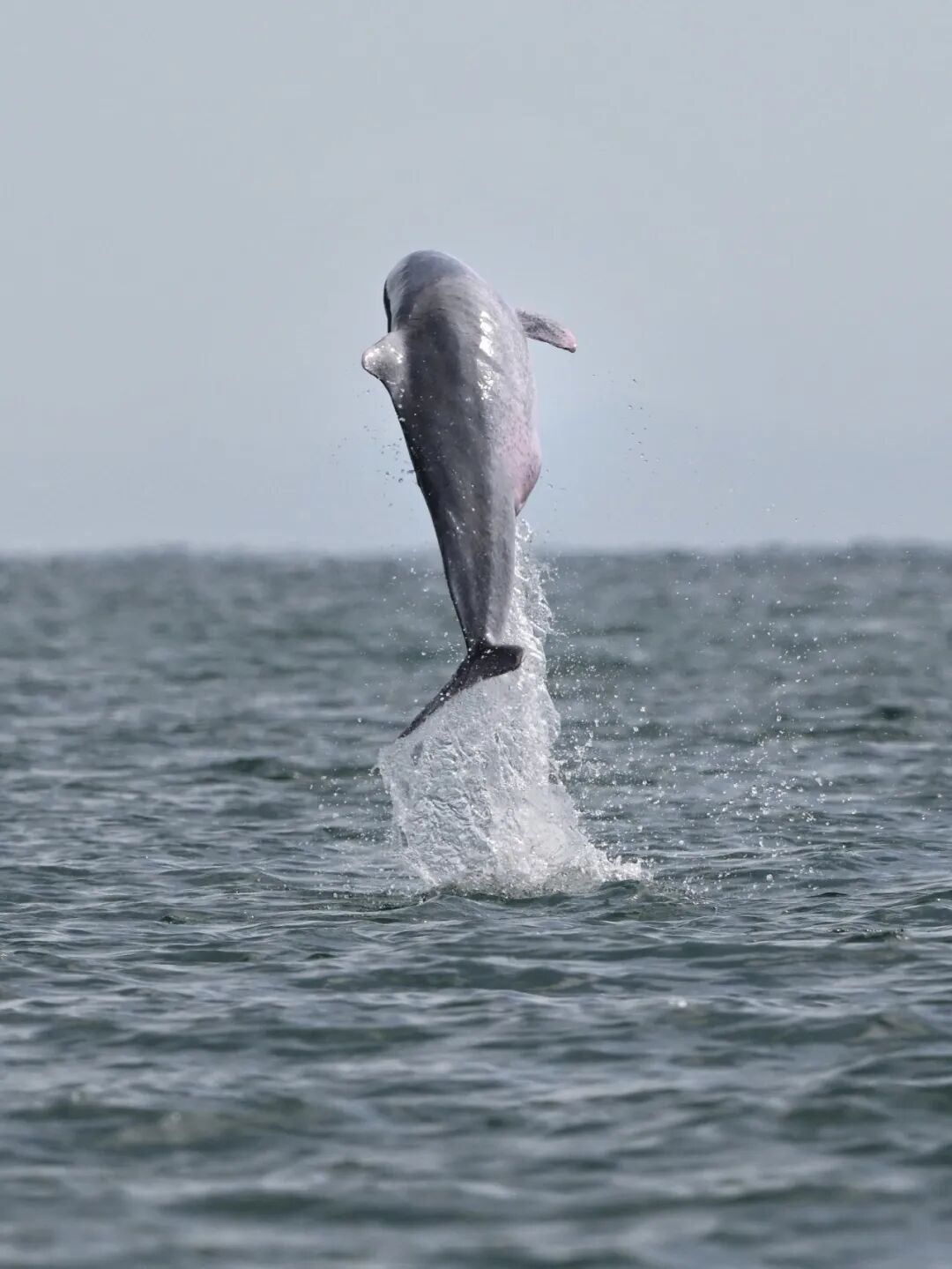 【已成团】兰卡威：登上马来西亚海岛，参与野生海豚一线保护工作!