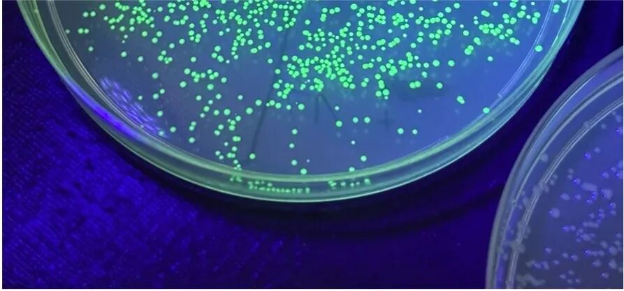 名校科研：26暑XLAB德国哥廷根大学科研：生物/化学/物理方向进！