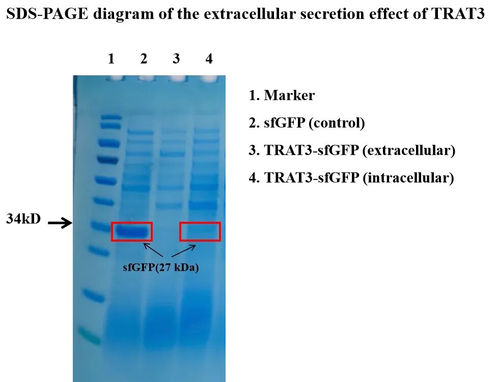 iGEM评委为何“单独点名”？从评委反馈看懂一个成熟的iGEM项目