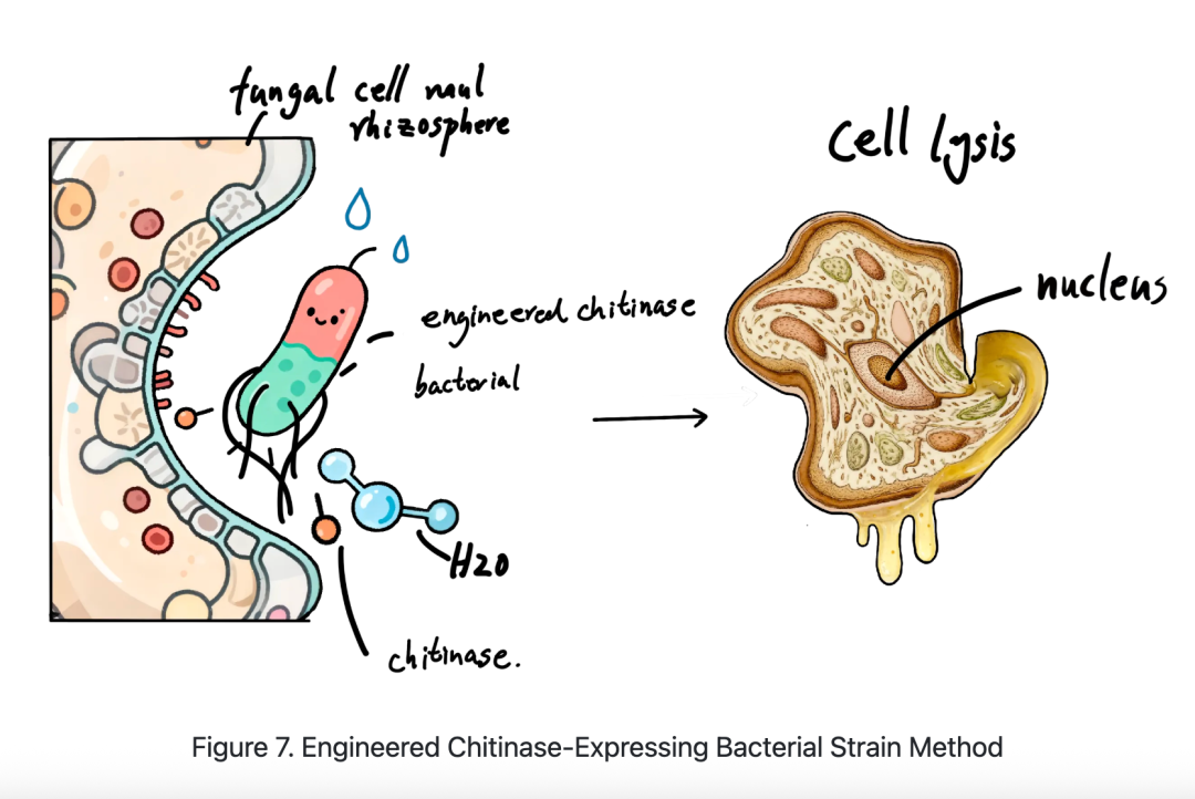 iGEM评委为何“单独点名”?从评委反馈看懂一个成熟的iGEM项目 iGEM评委为何“单独点名”?从评委反馈看懂一个成熟的iGEM项目