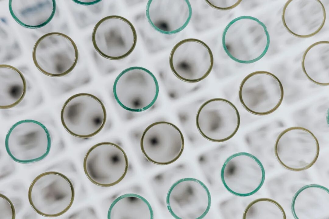 AP生物学 | 为什么顶尖名校偏爱AP生物？一门被严重低估的“理科王炸”课程