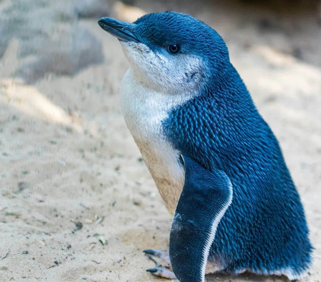 【暑假研学】6-8年级英欧新澳4大路线，阿思丹初中Key Steps国际研学热报中