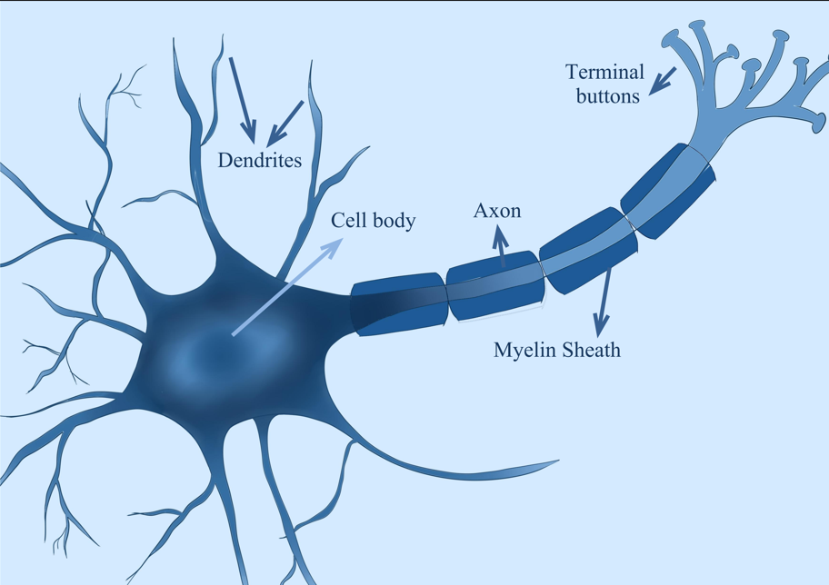 她在伯克利上心理课：上海女孩的夏校专访来了