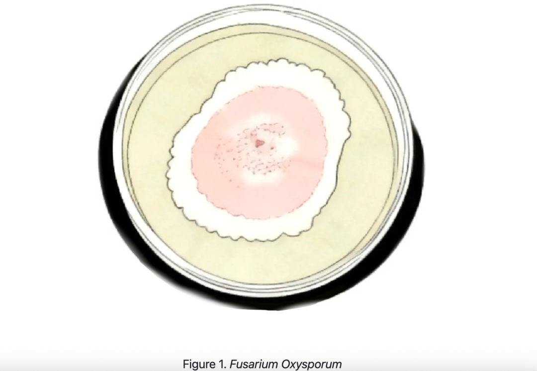 iGEM评委为何“单独点名”?从评委反馈看懂一个成熟的iGEM项目 iGEM评委为何“单独点名”?从评委反馈看懂一个成熟的iGEM项目