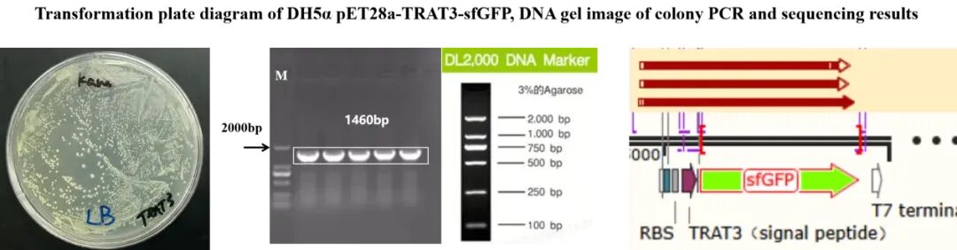 iGEM评委为何“单独点名”？从评委反馈看懂一个成熟的iGEM项目