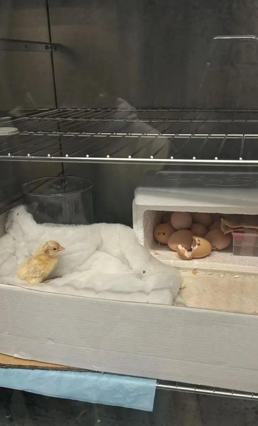 2026届丁希：在剑桥设计专业，成为理科最强的艺术生