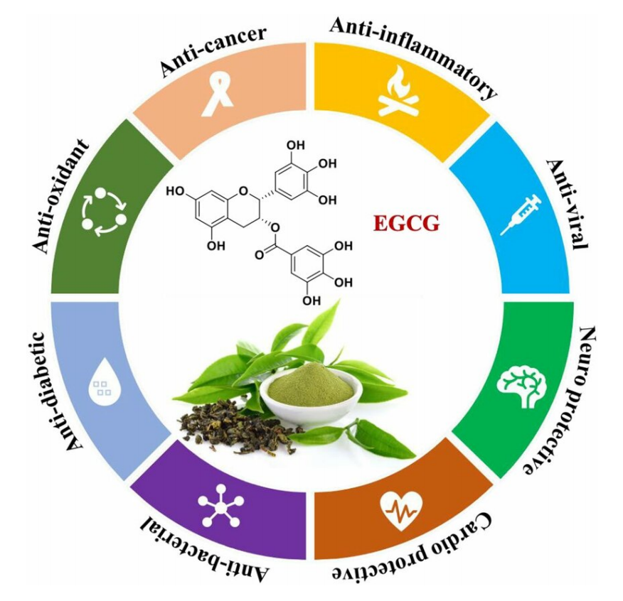 UKChO化学竞赛考点精讲：茶叶中的“黄金成分”——多酚（Polyphenols），附机构UKChO竞赛培训课程直通车
