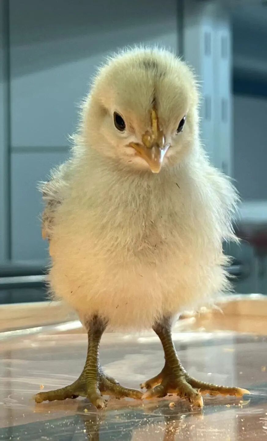 2026届丁希：在剑桥设计专业，成为理科最强的艺术生