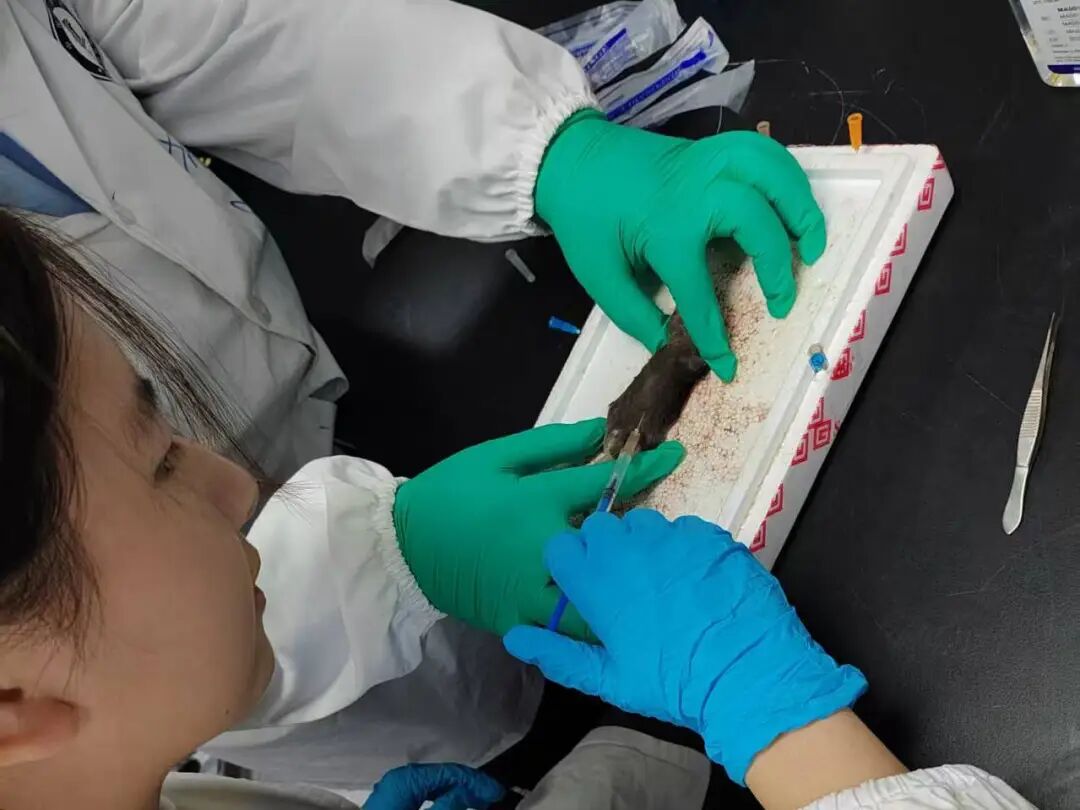 项目回顾 | 免疫治疗药物的开发与创新