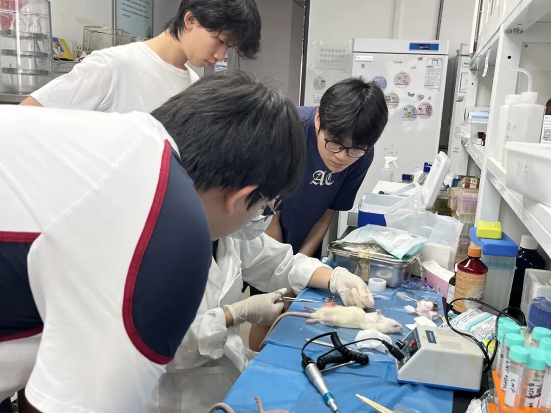 项目回顾 | 生物3D打印——组织再生与器官重建的研究 项目回顾 | 生物3D打印——组织再生与器官重建的研究