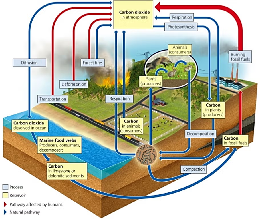 AP Environmental Science深度解析：这门“宝藏理科”到底学什么？怎么拿高分？