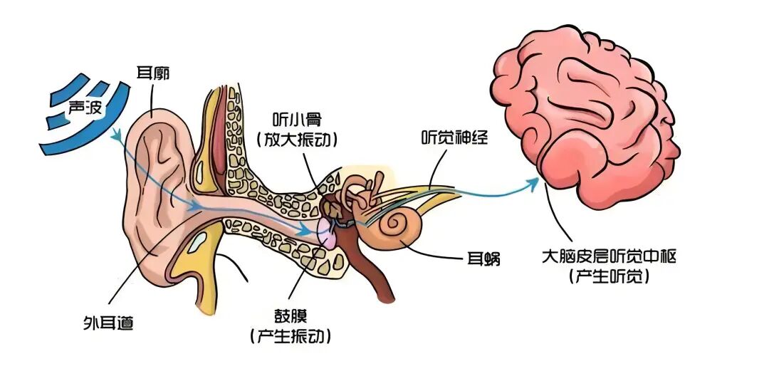 为什么我摘下眼镜，就听不清别人说话了？