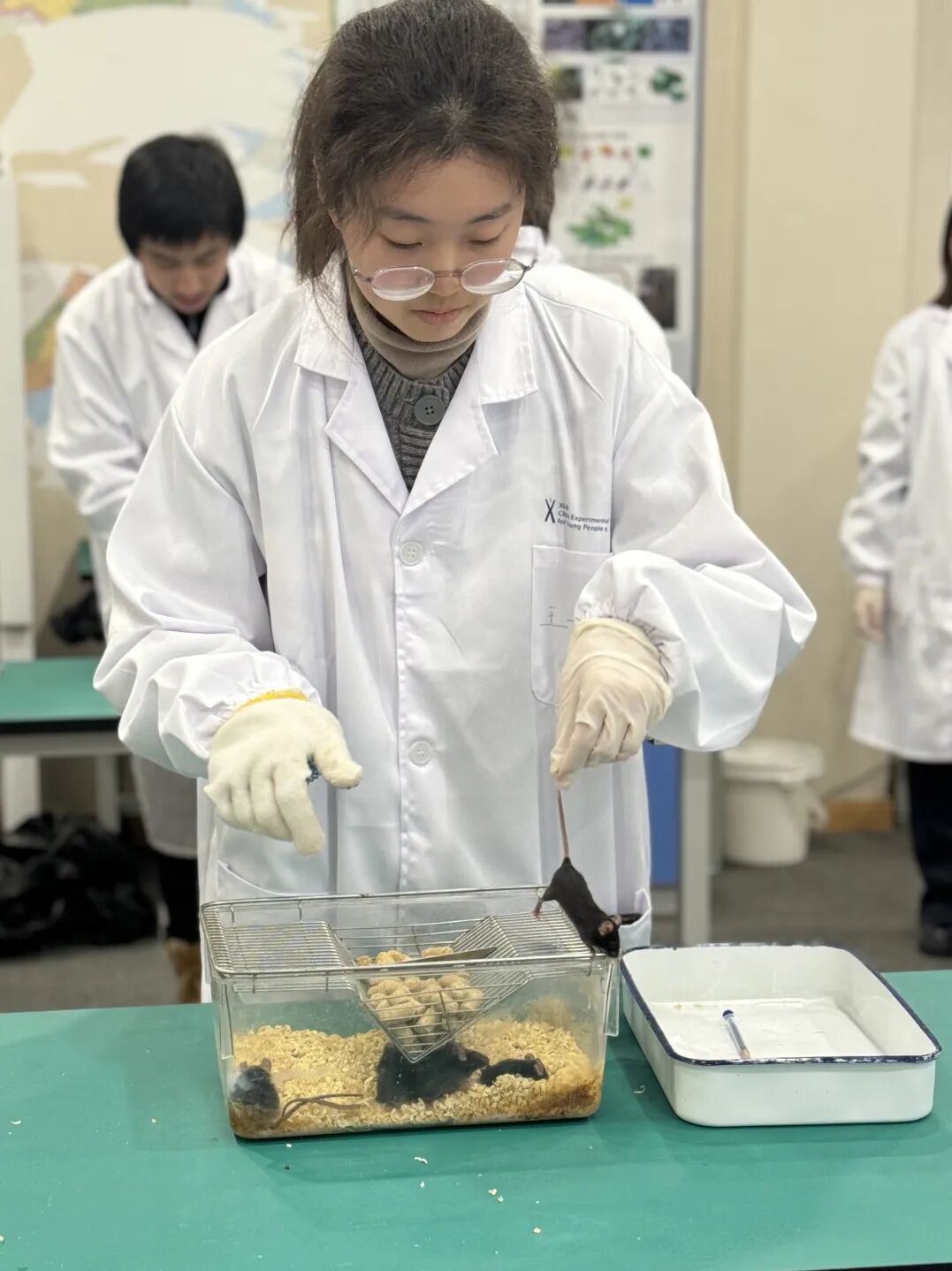 【生物医学科研】硬核神经科学实践:亲手操作动物行为学实验,获取脑疾病研究的第一手数据 【生物医学科研】硬核神经科学实践:亲手操作动物行为学实验,获取脑疾病研究的第一手数据