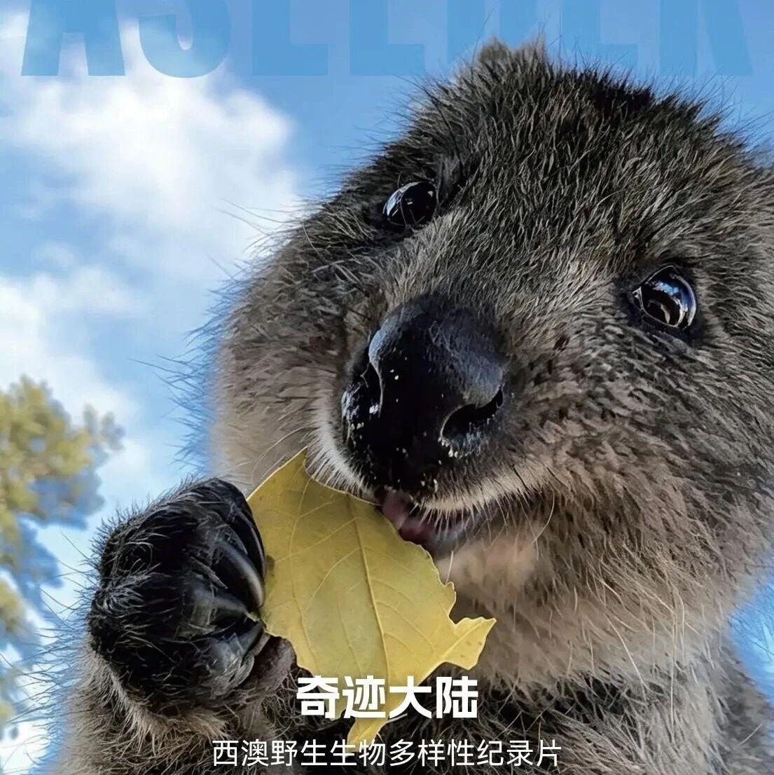 短尾矮袋鼠到底有多可爱 去西澳亲眼看看