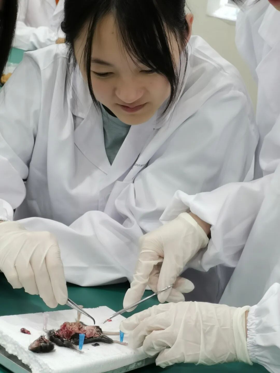 【生物医学科研】硬核神经科学实践:亲手操作动物行为学实验,获取脑疾病研究的第一手数据 【生物医学科研】硬核神经科学实践:亲手操作动物行为学实验,获取脑疾病研究的第一手数据