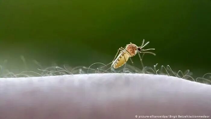 蚊子传播疟疾 蚊子传播疟疾